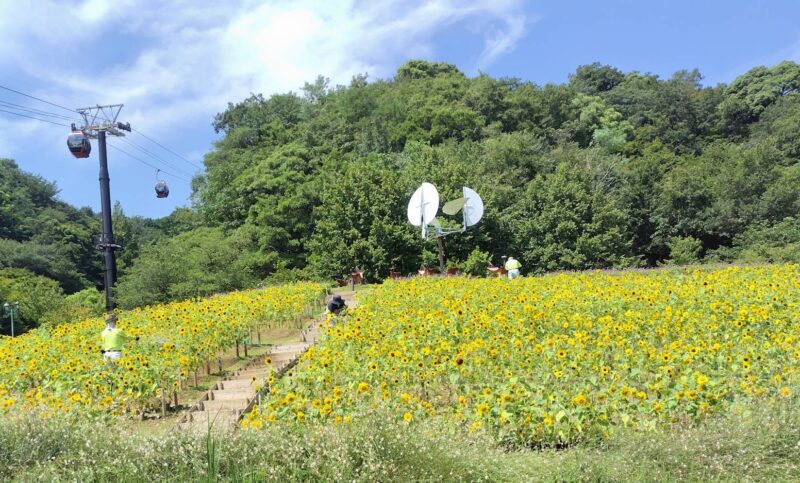 布引ハーブ園「ひまわり畑」