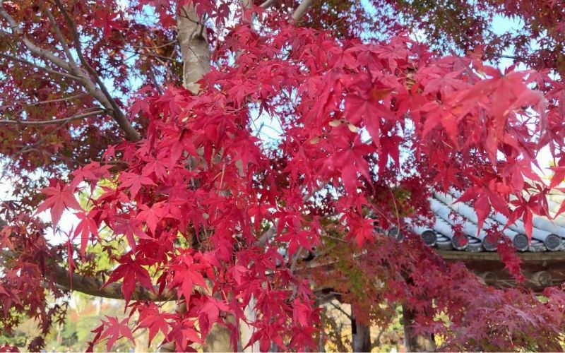 きれいに色づく平等院鳳凰堂の紅葉