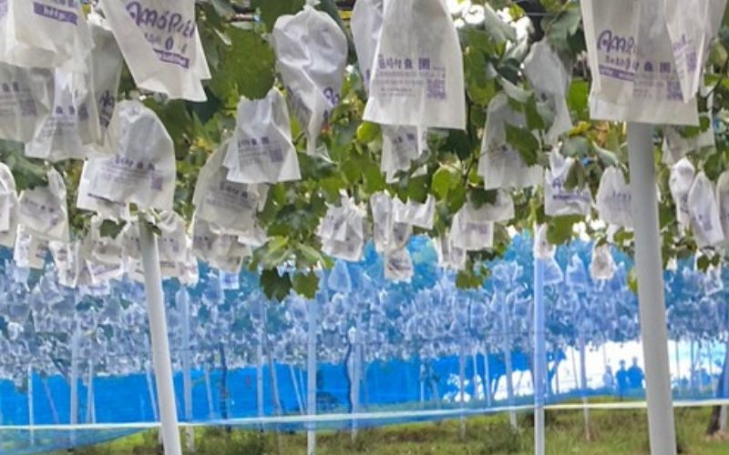 有田巨峰村 森園の巨峰狩り
