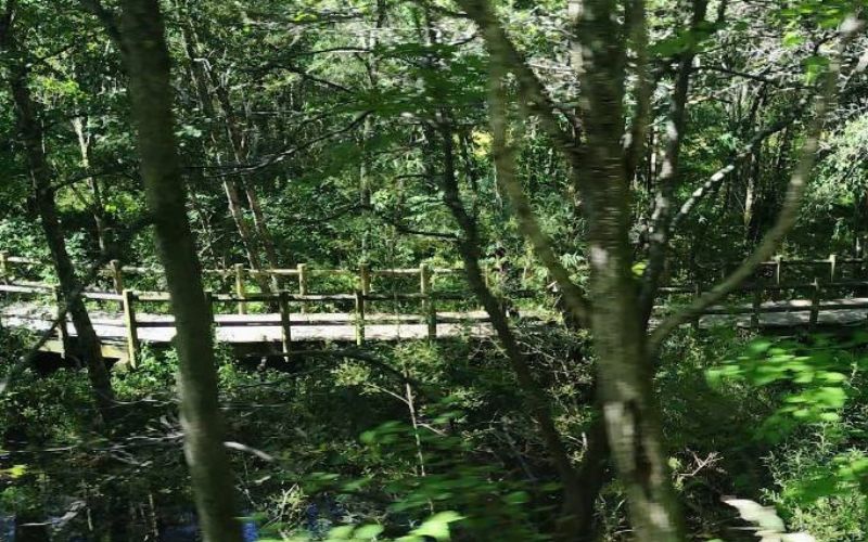 大正池から河童橋方面に向かう森林の様子